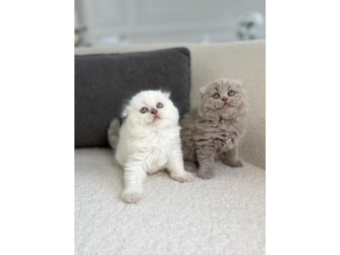 Show class scottish fold prensesler
