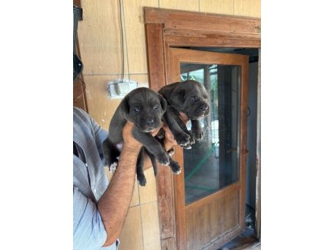 Dev mavi gözlü blue cane corso yavrularım