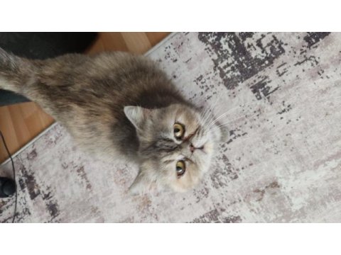Saf kan exotic shorthair kediler