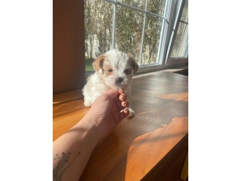 Show kalite tea cup morkie yavrularımız 