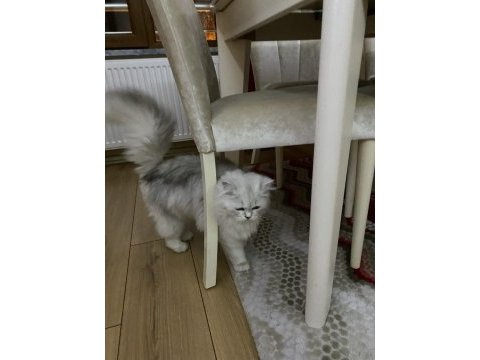 Prenses chinchilla kedimiz