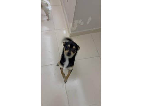 9 aylık chihuahua bebeklerimiz sahiplendirilecektir