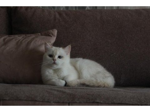Bri sh ny aria mango british shorthair