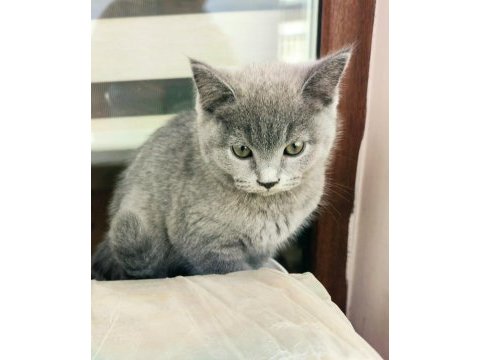 Scottish fold dişi ve british shorthair erkek dişi