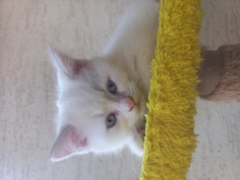 Albino siyam kedisi nadir 3 aylık