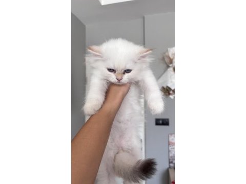 British longhair ve shorthair yavrularımız