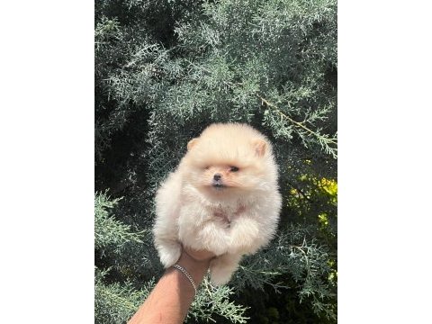 A kalite pomeranian bebeklerim