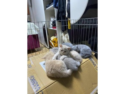 2 aylık orjinal british shorthair yavrularımız