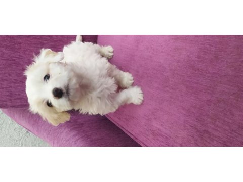 Maltese terrier 2 aylık yavrumuz