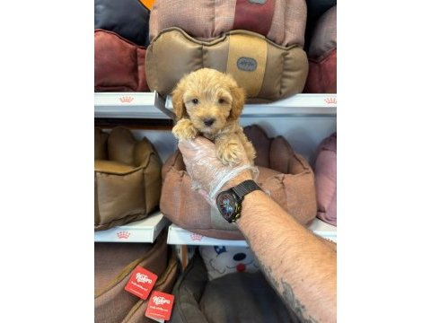 Birbirinden güzel maltipoo bebekler