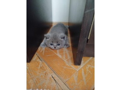 Orijinal british shorthair yavruları