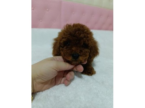 Kore kan poodle bebekler
