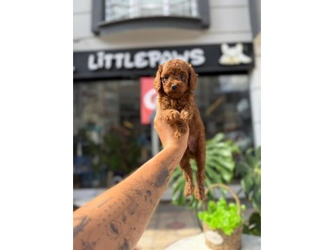 Littlepaws farkı ile korean redbrown poodle