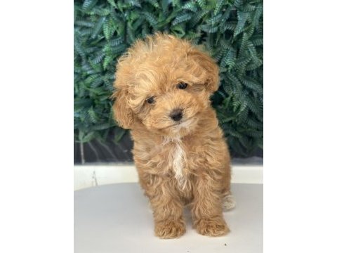 Yasal üreticiden mini boy safkan toy poodle yavruları