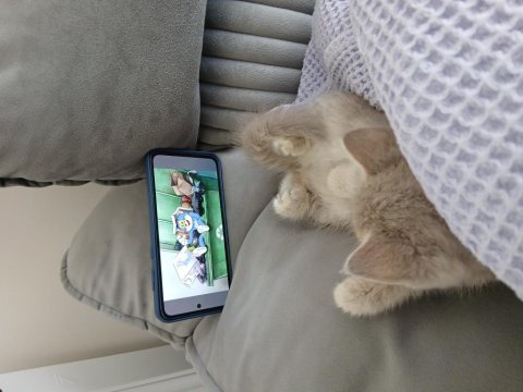 Sevimli lili