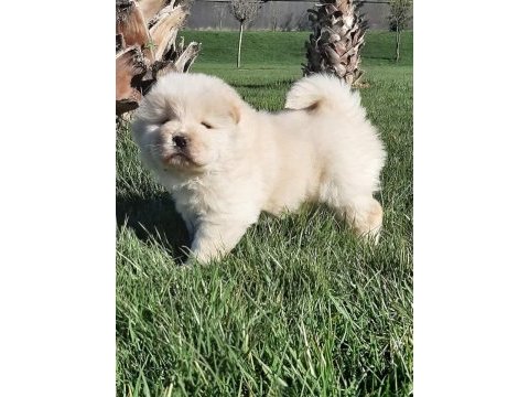 Çin aslanı yavrularımız (chow chow)