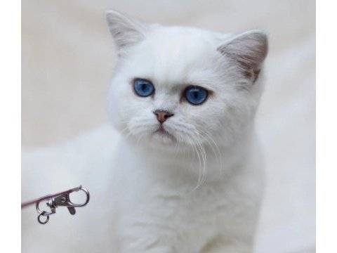 British shorthair dişi