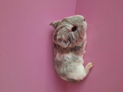 Safkan sheltie ginepig yavrular