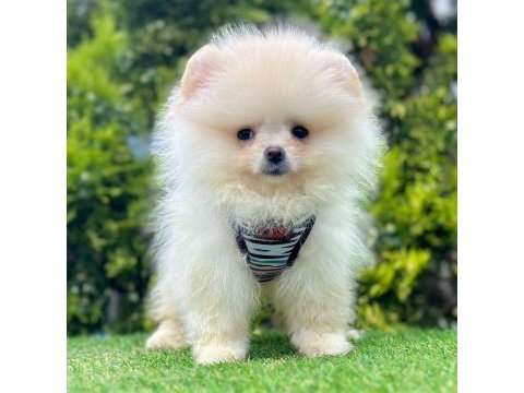 Sevimli pomeranian boo yavru köpeklerimiz