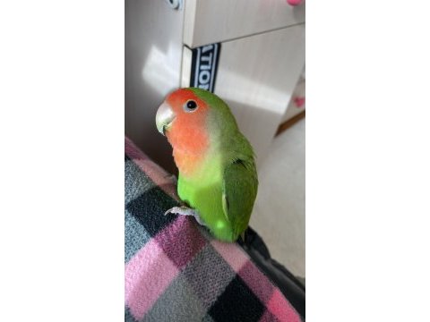 1 yaşında oyuncu dişi sevda papağanı