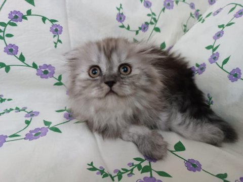 British longhair çok oyuncu kedim