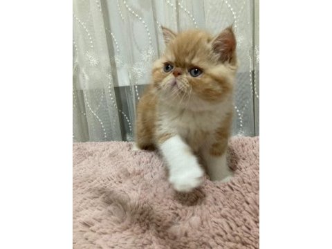 Exotic shorthair