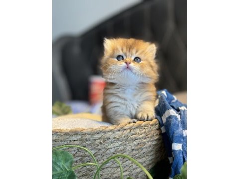Dünyanın en güzel british longhair kedisi