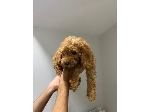 Yavru toy poodle sahiplendirme