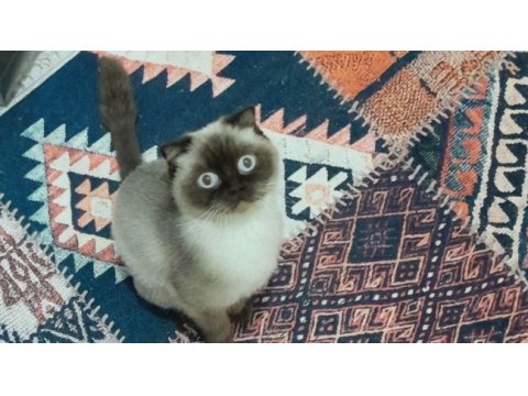 Mükemmel güzellikte safkan dişi 1.5 yaşında british