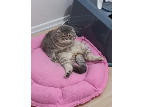 Scottish fold kedimiz 1,5 yaşında