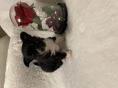 Anne altından teacup chihuahuha yavrular