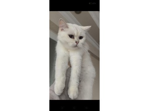 Ücreti karşılığı british shorthair sahiplendirme