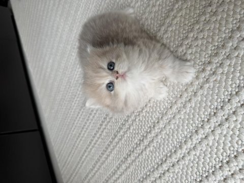 2 erkek yavru british longhair