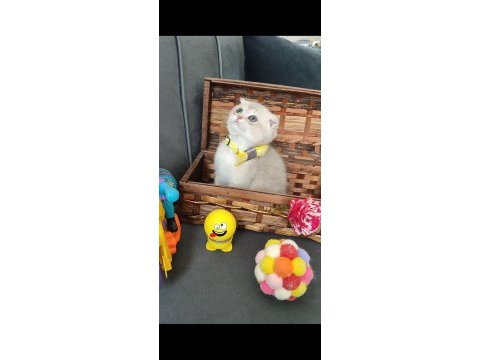 Scottish fold erkek