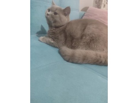 British shorthair erkek 7 aylık
