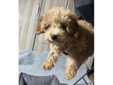 3 aylık yavru poodle