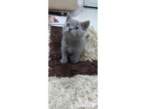 Minik kediler karne hediyesi