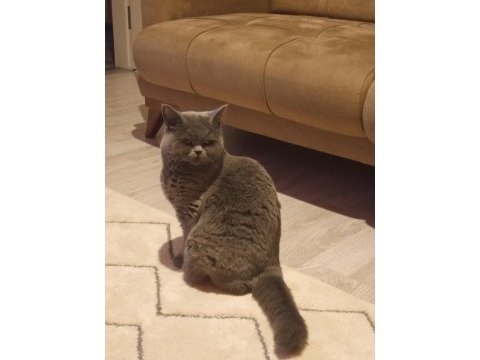 British shorthair ücretsiz