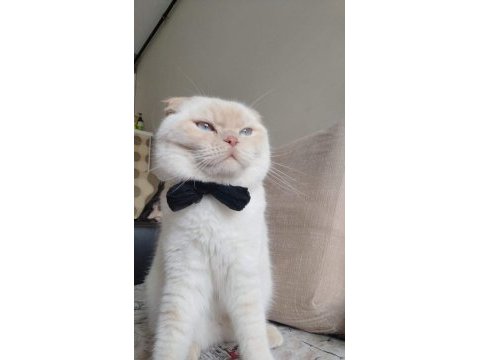 Scottish fold erkek çipli