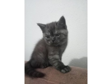 Safkan british shorthair yavru disi