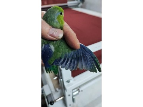 Yeni yeme düşmüş forpus papağanı bebekler