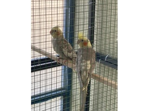 Yeme düşmüş yeni sultan papağanı yavrular