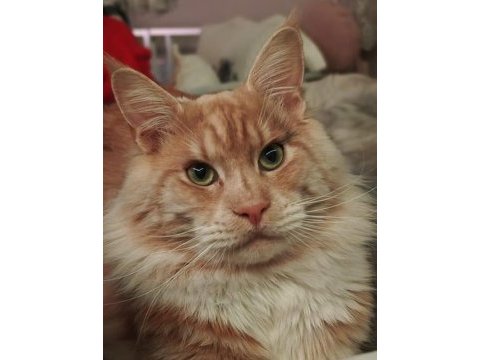 Sağlık ve ırk garantili minik maine coon devler