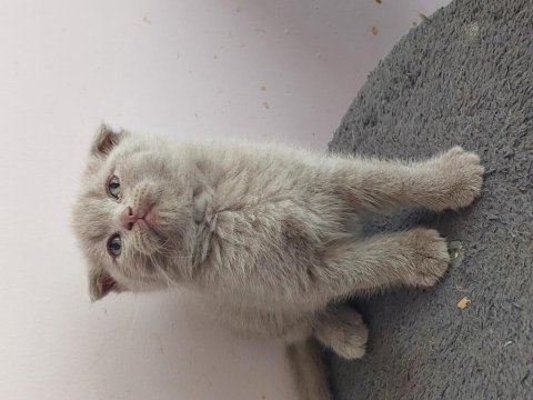 Isparta son 2 yavrum uygun puanla 1 dişi ve 1 erkek