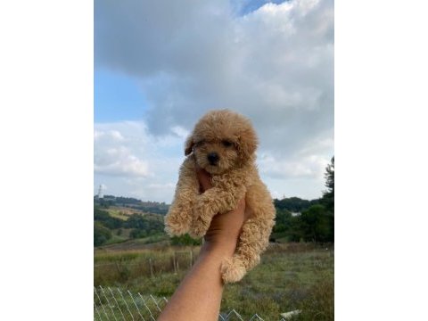 3 aylık maltipoo dişi bebeklerim