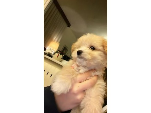 Bebek maltipoo 2,5 aylık