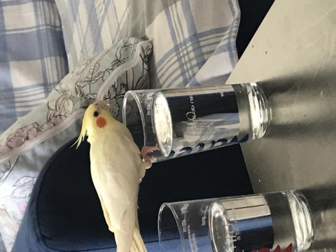 Ele alıskın konuşan yeni eşleme sultan papaganı