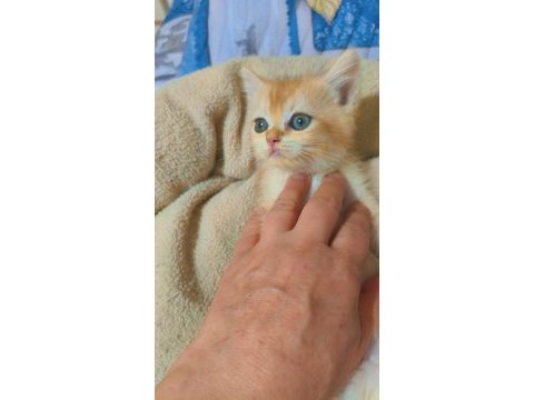 Golden british shorthair yavrular