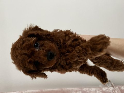 Toy poodle red brown safkan özel yavrular