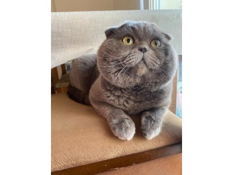 Safkan ayı surat babadan scottish fold